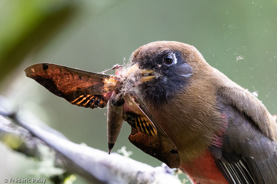 Masked Trogon female adult, eats