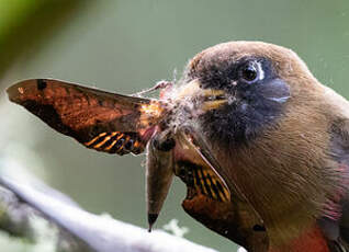 Trogon masqué