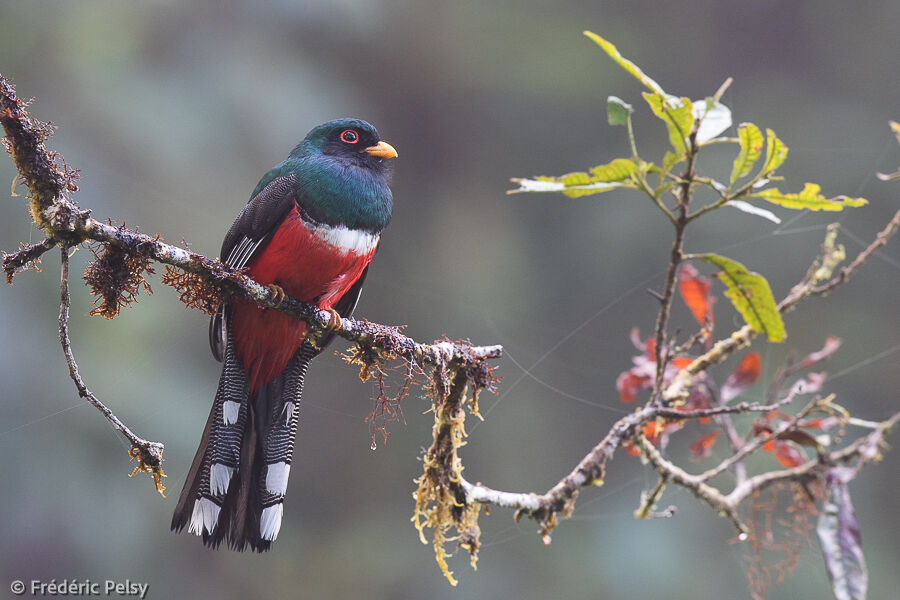 Trogon masqué