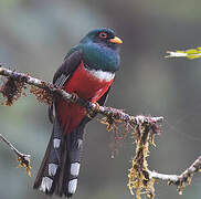 Trogon masqué