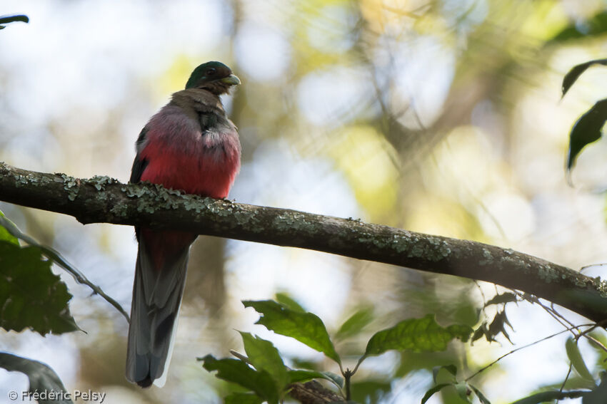 Narina Trogon