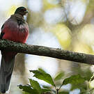 Trogon narina