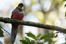 Narina Trogon