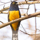 Trogon pattu