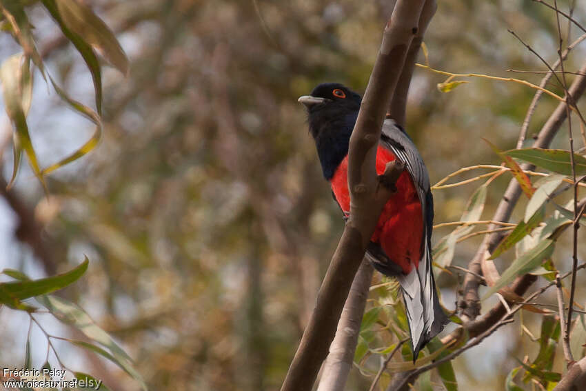 Trogon surucua mâle adulte, identification