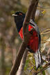 Trogon surucua