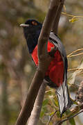 Surucua Trogon