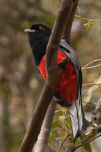 Trogon surucua