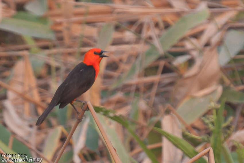 Troupiale à tête rougeadulte, identification