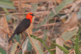 Scarlet-headed Blackbird