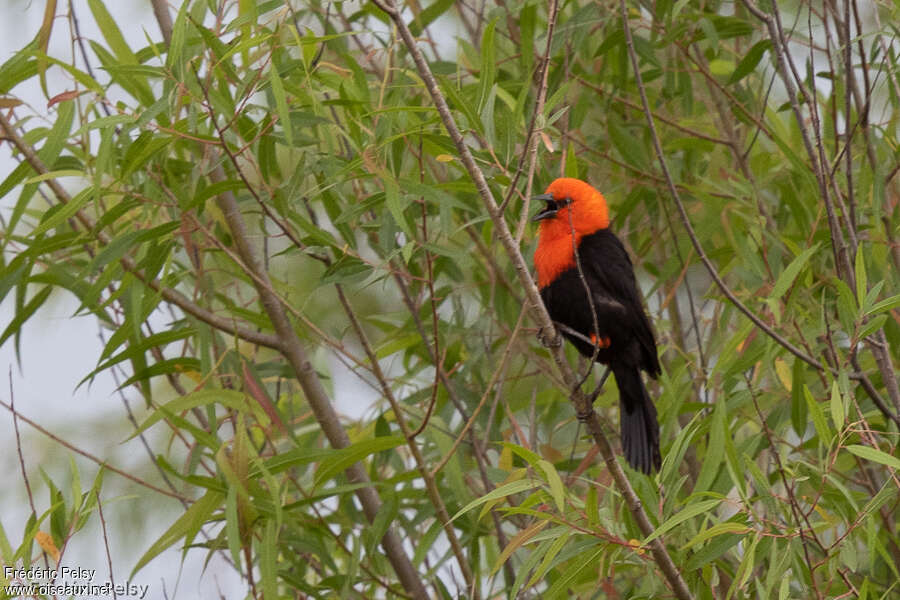 Scarlet-headed Blackbirdadult, identification