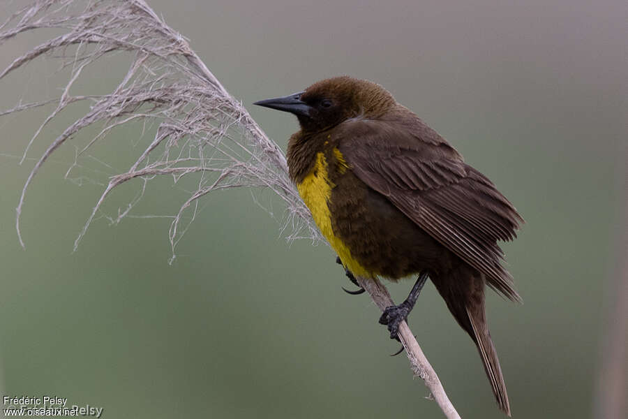 Brown-and-yellow Marshbirdadult, identification