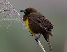 Brown-and-yellow Marshbird