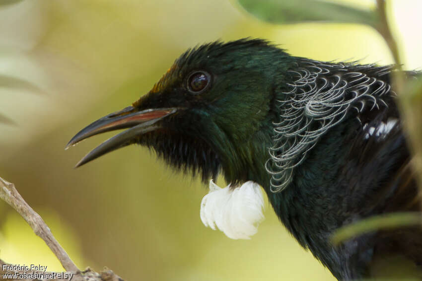 Tuiadult, close-up portrait