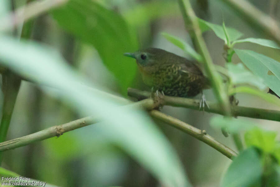 Rufous-throated Wren-Babbler