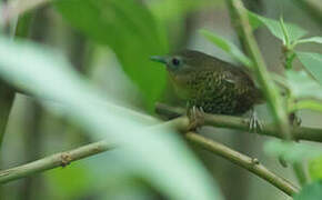 Rufous-throated Wren-Babbler