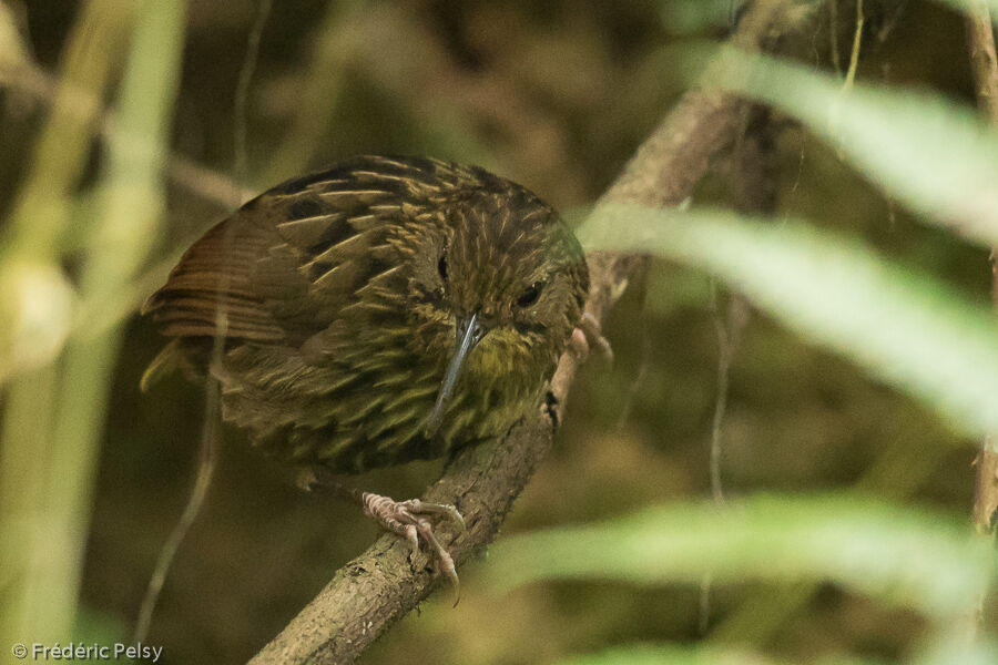 Long-billed Wren-Babbler