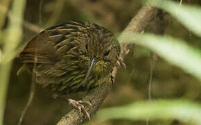 Long-billed Wren-Babbler