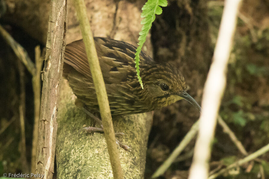 Long-billed Wren-Babbler