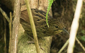 Long-billed Wren-Babbler