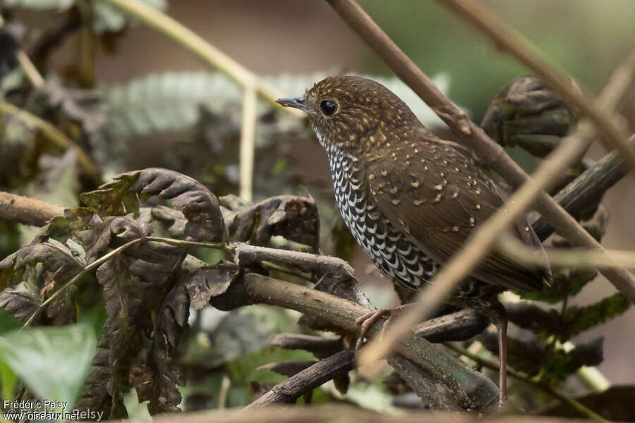 Turdinule à ventre blanc, identification