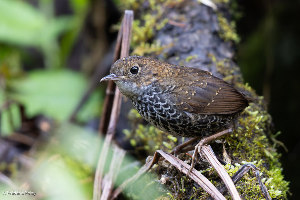Turdinule à ventre blanc