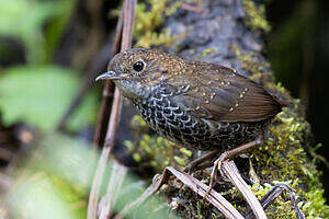 Turdinule à ventre blanc
