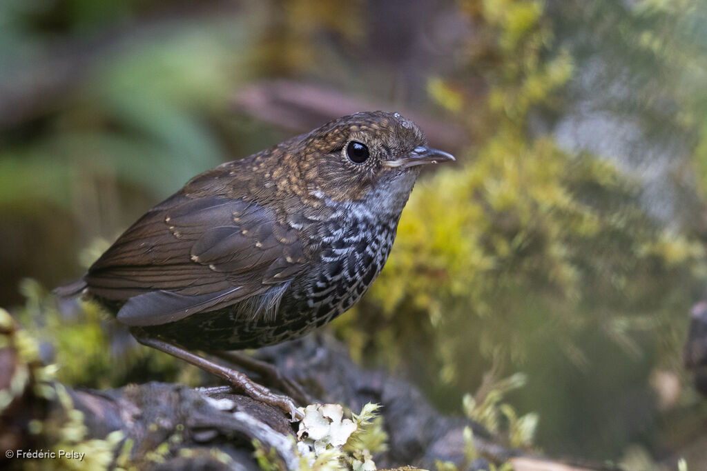 Turdinule à ventre blanc