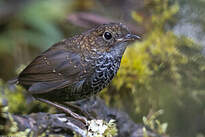 Turdinule à ventre blanc
