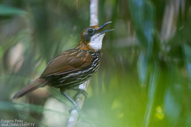 Falcated Wren-Babbleradult