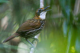 Falcated Wren-Babbler