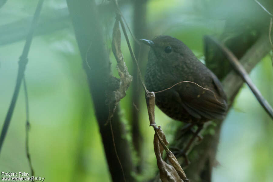 Pygmy Cupwing