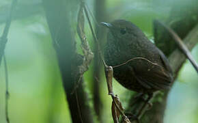 Pygmy Cupwing