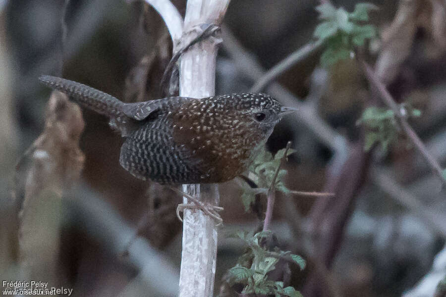 Bar-winged Wren-Babbler, habitat