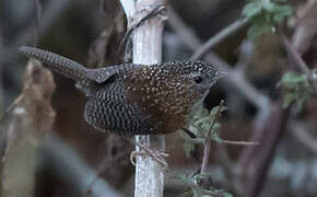 Bar-winged Wren-Babbler