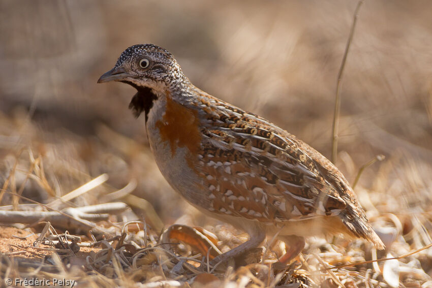 Madagascan Buttonquail female adult