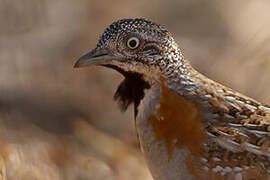 Madagascan Buttonquail