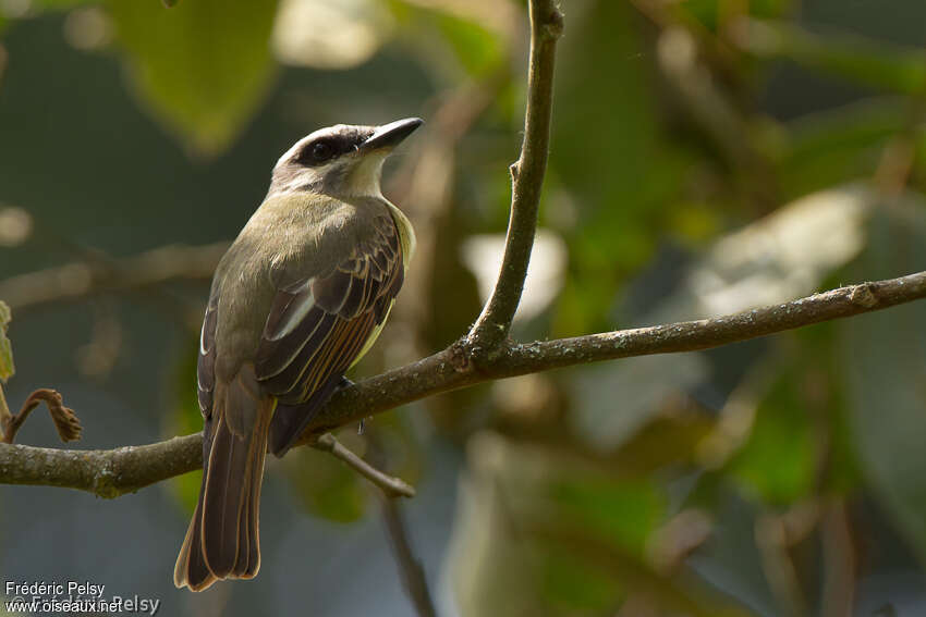 Golden-crowned Flycatcheradult, aspect