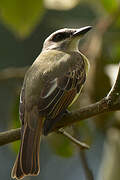 Golden-crowned Flycatcher