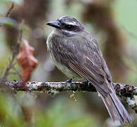 Golden-crowned Flycatcher