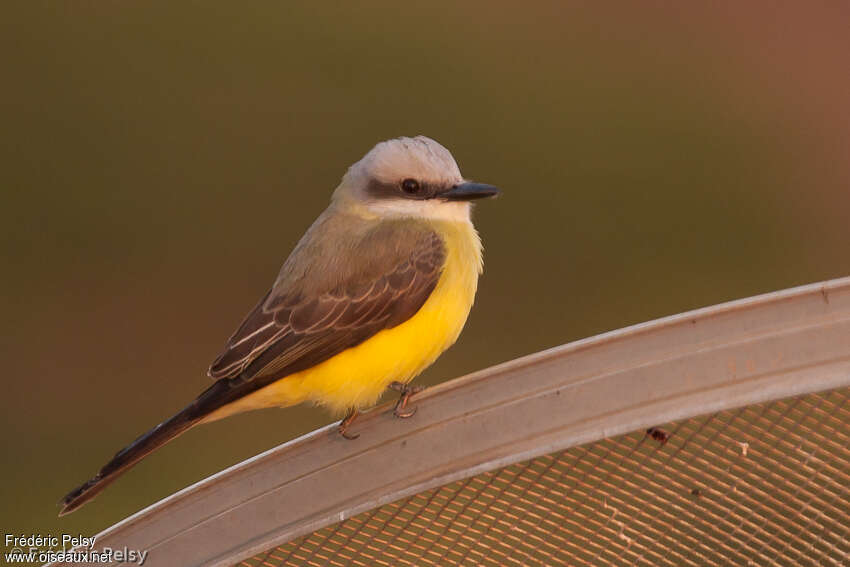 White-throated Kingbird, identification