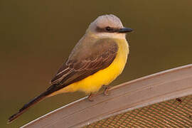 White-throated Kingbird