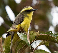 Lemon-browed Flycatcher