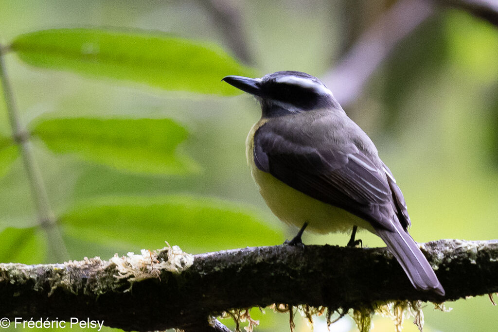 Golden-bellied Flycatcher