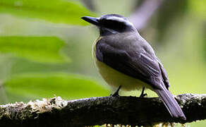 Golden-bellied Flycatcher