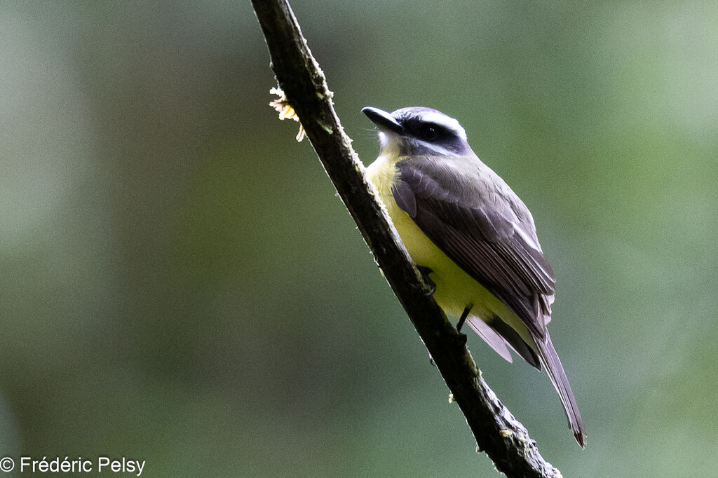 Golden-bellied Flycatcher