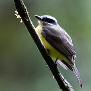 Golden-bellied Flycatcher