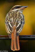 Streaked Flycatcher