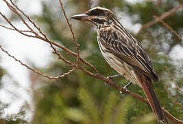 Streaked Flycatcher