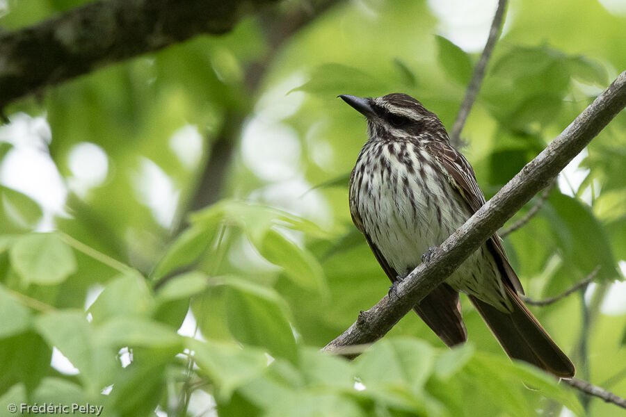 Streaked Flycatcher